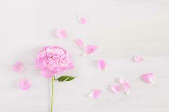 Digital Blooms June Desktop Wallpaper Justinecelina