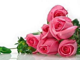 Flowers For Flower Lovers Wallpaper Beautiful