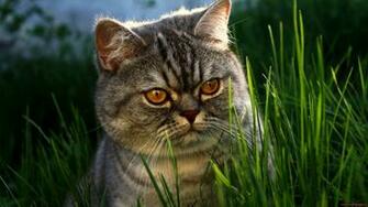 Briton Cat HD Wallpaper Res