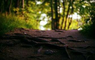 Tree Root HD Wallpaper Background Image Id