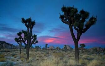 Joshua Tree National Park Wallpaper HD