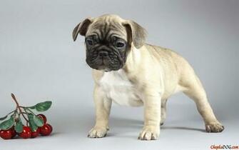 Pug Puppies Wallpaper White Desktop