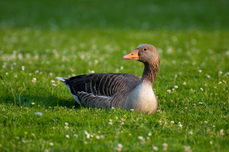 Goose 4k Ultra HD Wallpaper And Image