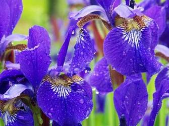 Iris S Wallpaper