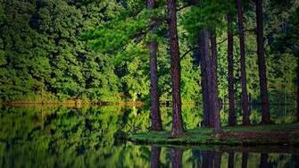 HD Forest Wallpaper