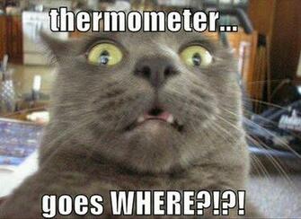 Funny Animals With Captions High Resolution Wallpaper