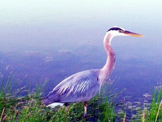 Heron Wallpaper