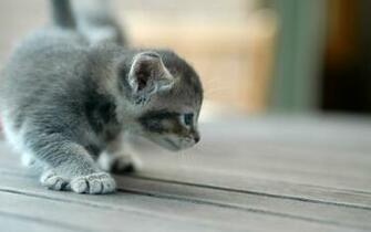 Kitty Cats Photo