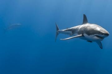 4k Shark Wallpaper Background Image