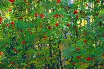 Beautiful Tree Wallpaper