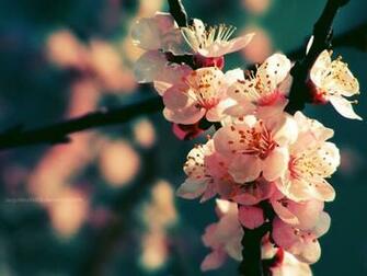 Inspirational Spring Wallpaper For Your Desktop Tutorialchip
