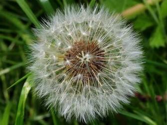 Dandelion Clocks Wallpaper Background HD Desktop