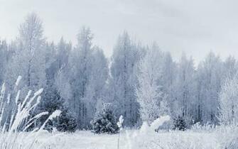 Winter Snow Wallpaper