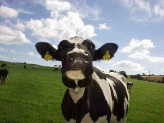 Cow Wallpaper Cows