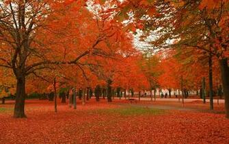 Beautiful Autumn Trees Wallpaper
