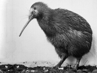 Kiwi Wallpaper