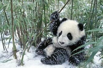 Panda Cubs In Snow Wallpaper