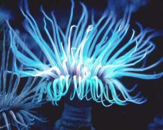 Flowers Planets Sea Anemone New