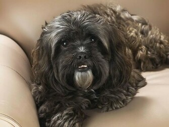 Shih Tzu Wallpaper