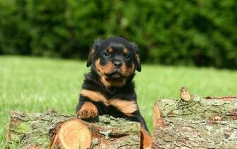 Related Pictures Rottweiler Puppies Stud Dog