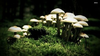Mushrooms Wallpaper Nature
