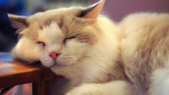 Sleepy Kittens HD Wallpaper Design Hey Creative