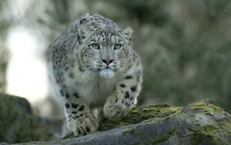 Snow Leopard Wallpaper