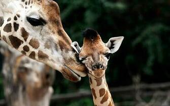 Giraffe Baby Widescreen HD Wallpaper