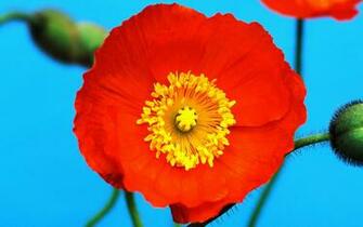 Rate Select Rating Give Big Red Flower