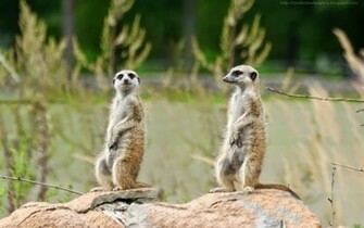 Beautiful Wallpaper For Desktop Meerkat HD