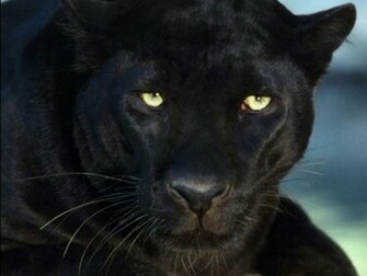 Black Panther Background Pictures HD Wallpaper