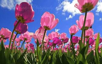 Pink Tulips Wallpaper