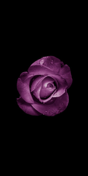 Minimal Rose Bud Purple Flower Wallpaper
