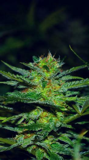iPhone Marijuana Background Cannabis Destiny