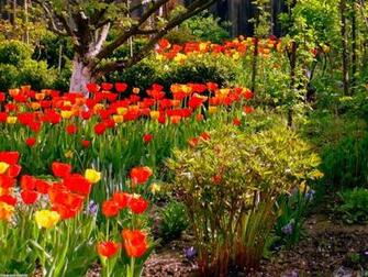 Spring Garden Nature Cats Flowers Gardens