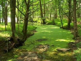 Most Beautiful HD Greenery Nature Desktop Background And