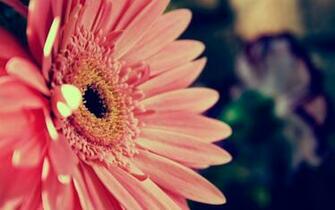Pink Flower Background HD Wallpaper Background