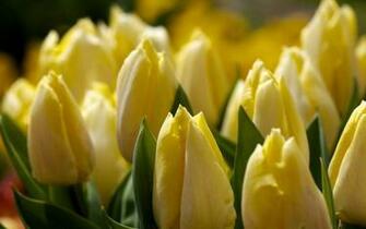 Wallpaper Flower Springe Tulip Bud Yellow Desktop