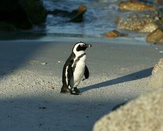 African Penguin Wallpaper HD