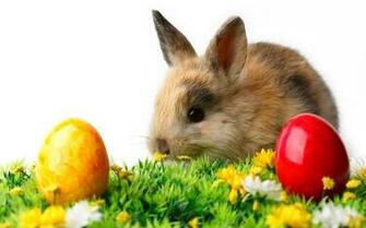 HD Bunnies And Easter Wallpaper Desktop Background Funmole