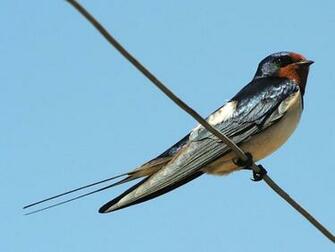 Swallow Wallpaper Animals Town