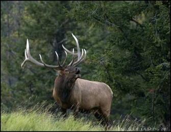 Bull Elk Bugling Photo Chuck Kling Photos At Pbase