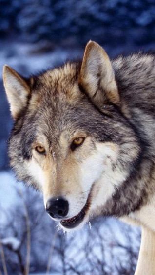 Animal iPhone Background Wallpaper