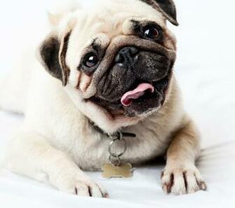 Pug Dog HD Wallpaper