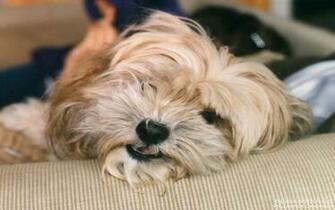 Image Detail For Lhasa Apso Dogs Wallpaper