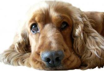 Cocker Spaniel Wallpaper