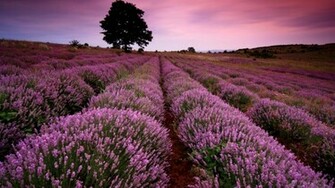 Lavender Desktop Background Wallpaper High Definition