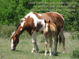 Wild Horse Desktop Background Animal Bwalles