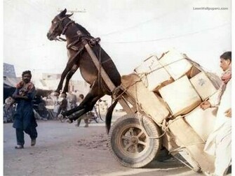 Funny Donkey Wallpaper Animals