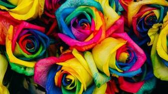 Rainbow Roses Wallpaper